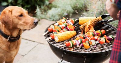 Five dangerous barbecue foods that could poison or choke your dog