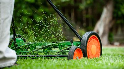 What to do with grass clippings after mowing – garden experts have this vital advice