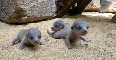 Adorable meerkat babies born at world famous zoo for first time in over 16 years