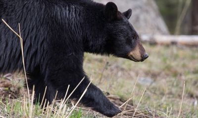 Man shoots bear; a day later, the same bear attacks the man