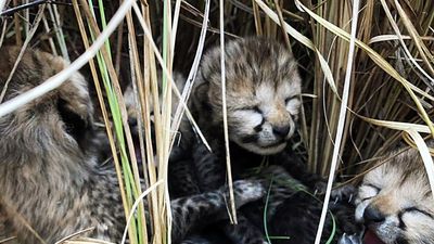 Another 2 cheetah cubs born in Kuno National Park die from "apparent dehydration and weakness"
