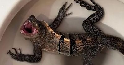 Man hears 'splashing' from bathroom and finds iguana lurking in his toilet bowl
