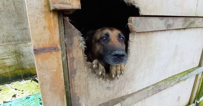 Cruel puppy farmer left sick puppies, kittens and dogs suffering in faeces-covered cages
