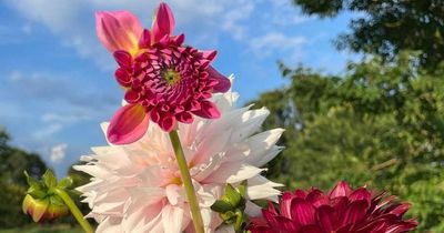 You can pick your own dahlias at a Welsh farm shop this summer