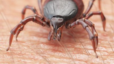 Ticks are bad this year – so I'm only wearing these hiking pants on the trail