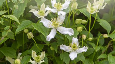 Should I deadhead clematis? Expert tips on how to get a second set of blooms