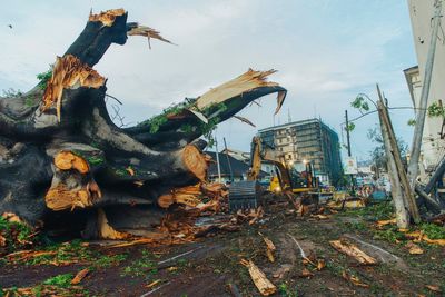 Centuries-old cotton tree, a national symbol for decades, felled by storm in Sierra Leone