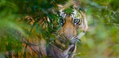 Tiger protection in India also saved 1 million tonnes of carbon emissions – new study