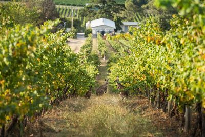 Food trails and vineyard tours in Melbourne and Victoria