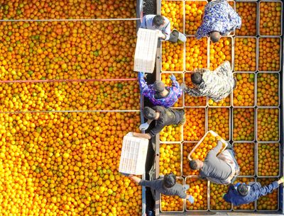 You're about to pay more for orange juice as Florida citrus growers see the smallest crop since the Great Depression