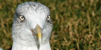 Greedy gulls decide what to eat by watching people -- new research