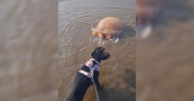 Dog owner issues warning as jellyfish wash up on beach