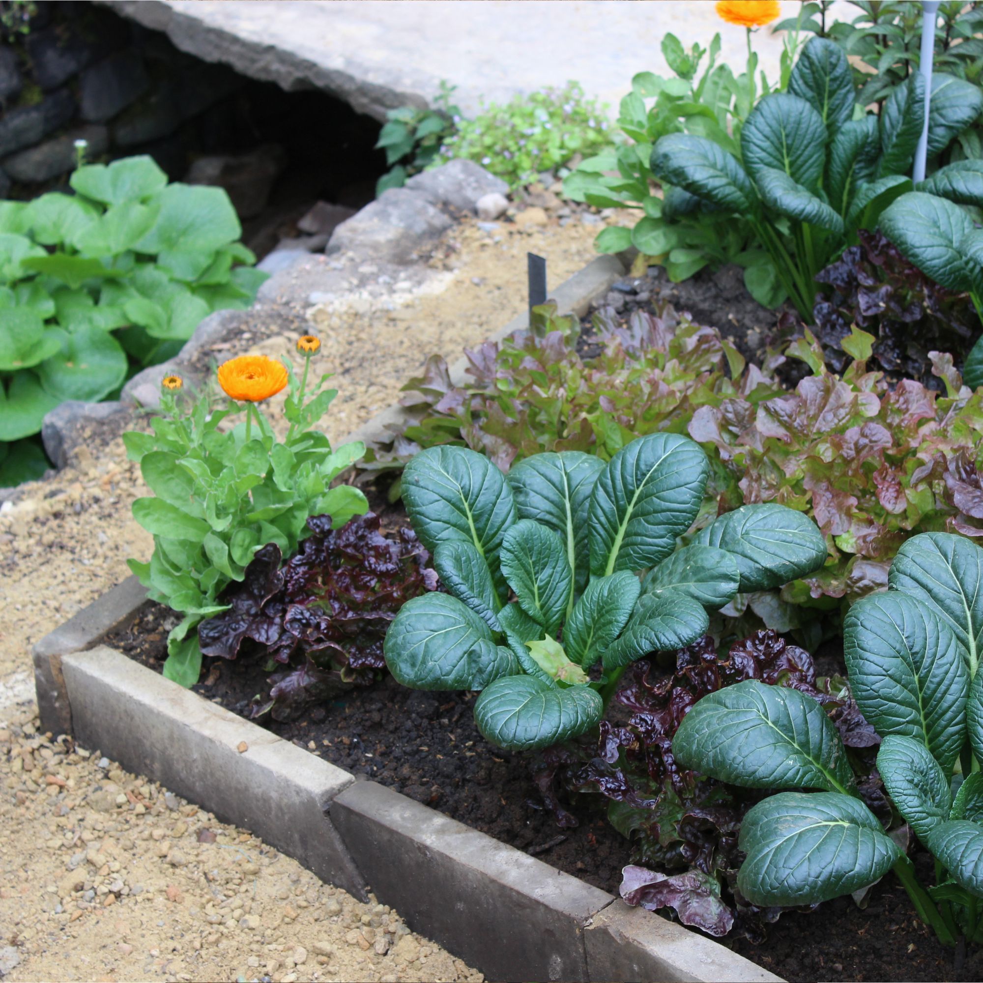 7 vegetables that grow in shade so anyone can try…