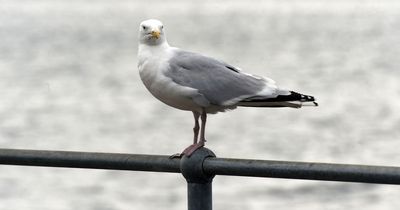 Two seagulls shot in Barry and suffered serious injuries