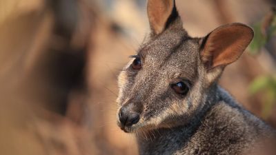 Aussie Ark's endangered brush-tailed rock wallaby breeding program expands