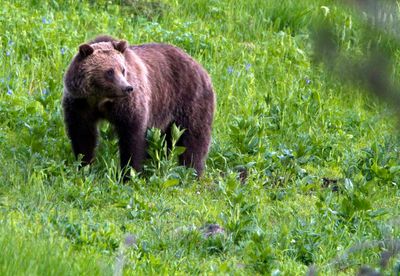 Environmental groups prevail on limit to grizzly bear deaths in Wyoming cattle grazing area