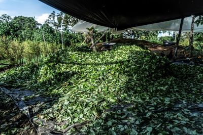 Cocaine price crash a blow for Colombian coca growers