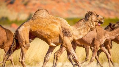 Feral camels culled on remote WA cattle station Prenti Downs turned into pet food