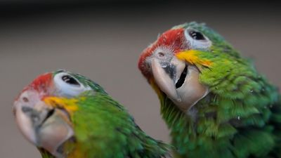 Parrot-smuggler busted as birds begin hatching in bag at Miami airport