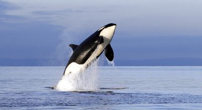 Killer whales damage boat in latest orca incident off Spain coast