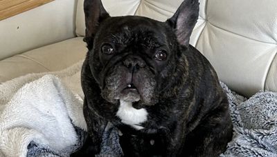 Woman robbed of French bulldog at gunpoint in Portage Park