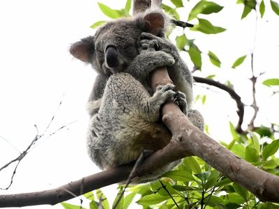 Summit call amid claims loggers eyeing koala parklands