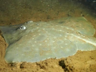 Plibersek demands 'extreme' action to save ancient fish