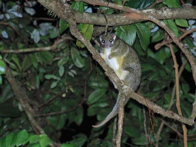 Possum poo holds the key to Burili ulcer outbreaks