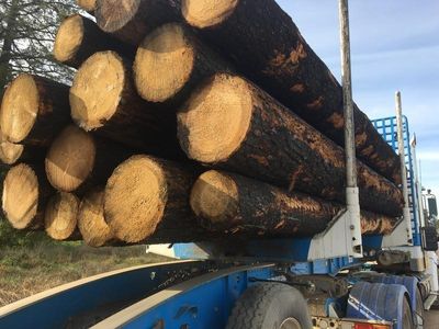 Early exit from logging could 'devastate' Vic regions