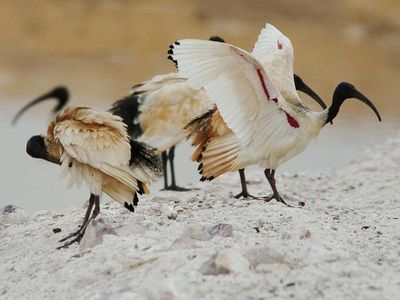 Man accused of killing bird spends night in custody