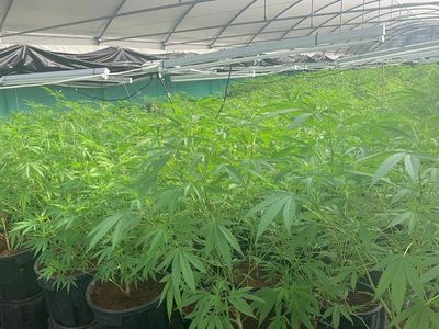 Rural Queensland farm raid sparks $23.1m cannabis bust