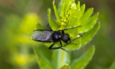 Country diary: A cloud of male flies drifts by, while the females bask below