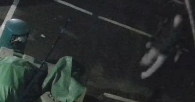 Chilling moment man kills family cat in school car park caught on camera