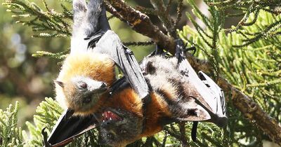 'The bats have won': Flying foxes back in Singleton's Burdekin Park