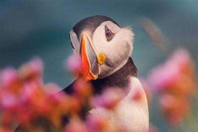 Festival will see Scotland join global celebration of protecting our oceans