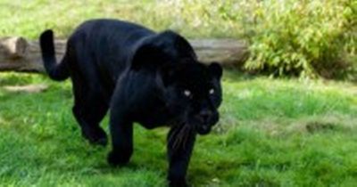 'Big cat' spotted in West Country woodland by BBC presenter Clare Balding