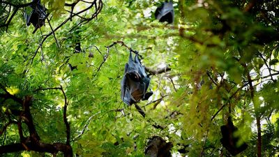 Northern Territory rangers investigate mystery cause behind hundreds of fruit bat deaths in Katherine