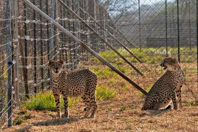Three cheetah cubs die in India amid sweltering heat wave