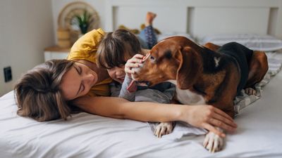 Does your dog struggle to settle down? Trainer reveals four ways to help them calm down