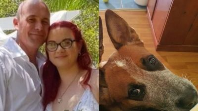 Family of alleged Gympie hit-and-run victim Carla Benson searches for missing dog