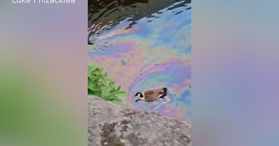 'It’s s****y see them drink it': Dismay after geese caught in 'oil leaking from abandoned boat' in Rochdale Canal