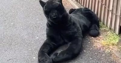 Nurse runs for her life after spotting 'black panther' in the street