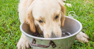 Pet expert shares vital ways to get your dog to drink more water during UK heatwave