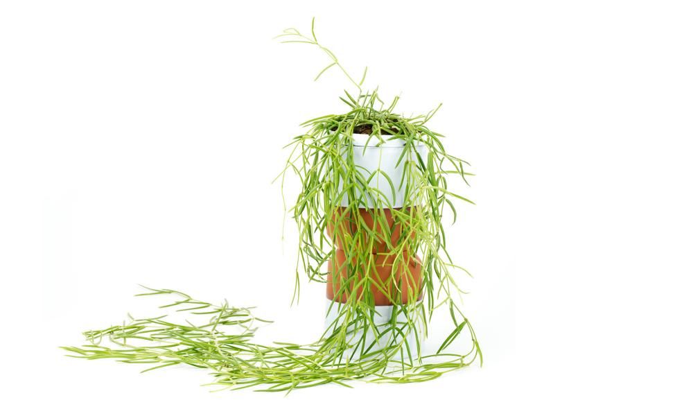 Houseplant of the week porcelain vine