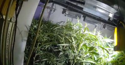 Northumbria Police uncover £60,000 cannabis farm in Heaton before man admits growing plants just 24 hours later