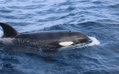 Rise of the planet of the orcas: European coast sees hundreds of attacks on boats