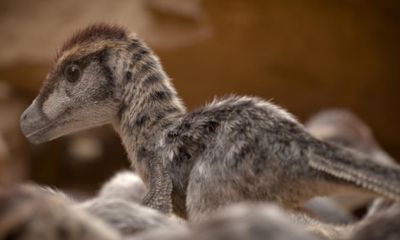 David Attenborough’s new series at last shows dinosaurs in all their feathered glory