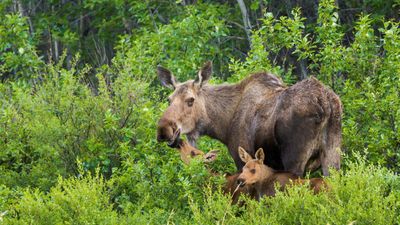 "Mama's pissed" – man learns why you should never approach baby moose, no matter how cute