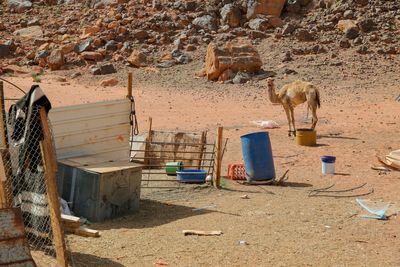 Jordan’s Bedouins take on the struggles of climate change