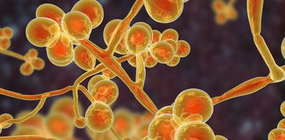 Drilling down on treatment-resistant fungi with molecular machines